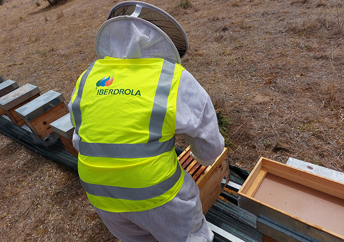 foto noticia Iberdrola facilita la apicultura en sus centrales fotovoltaicas.